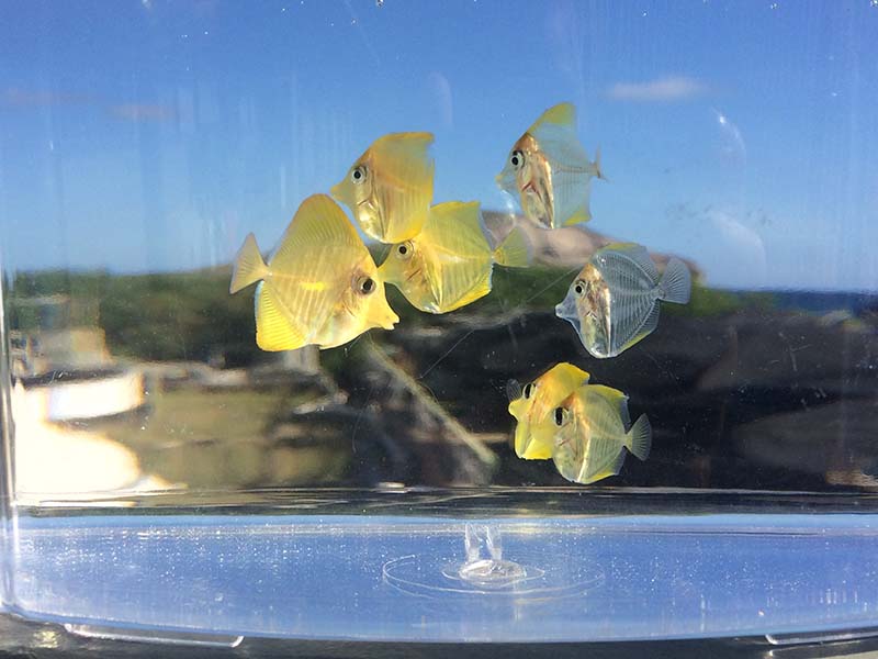 Yellow tang