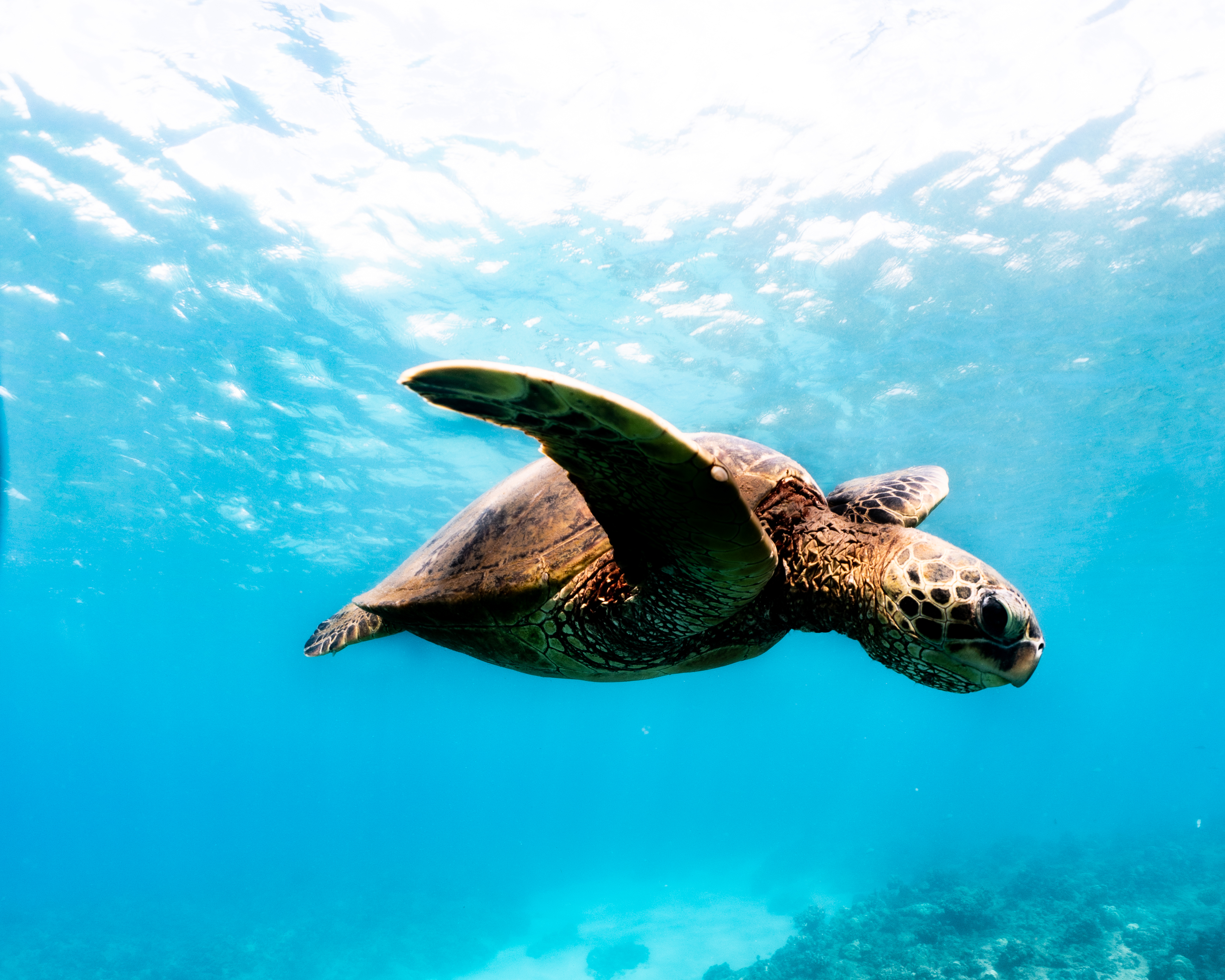 Sea turtle