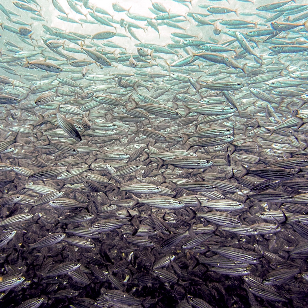 school of fish