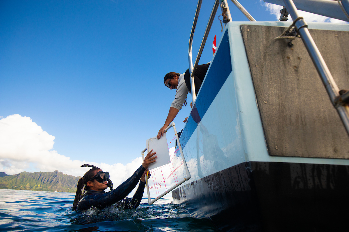 diver at kahalo research boat